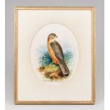 TAXIDERMY INTEREST: A RARE MERLIN WATERCOLOUR DATED 1903 BY NATURALIST AND ARTIST JOHN DUNCAN OF