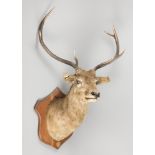 AN EARLY 20TH CENTURY TAXIDERMY SCOTTISH RED DEER HEAD ON OAK SHIELD. Provenance: Hodnet Hall.