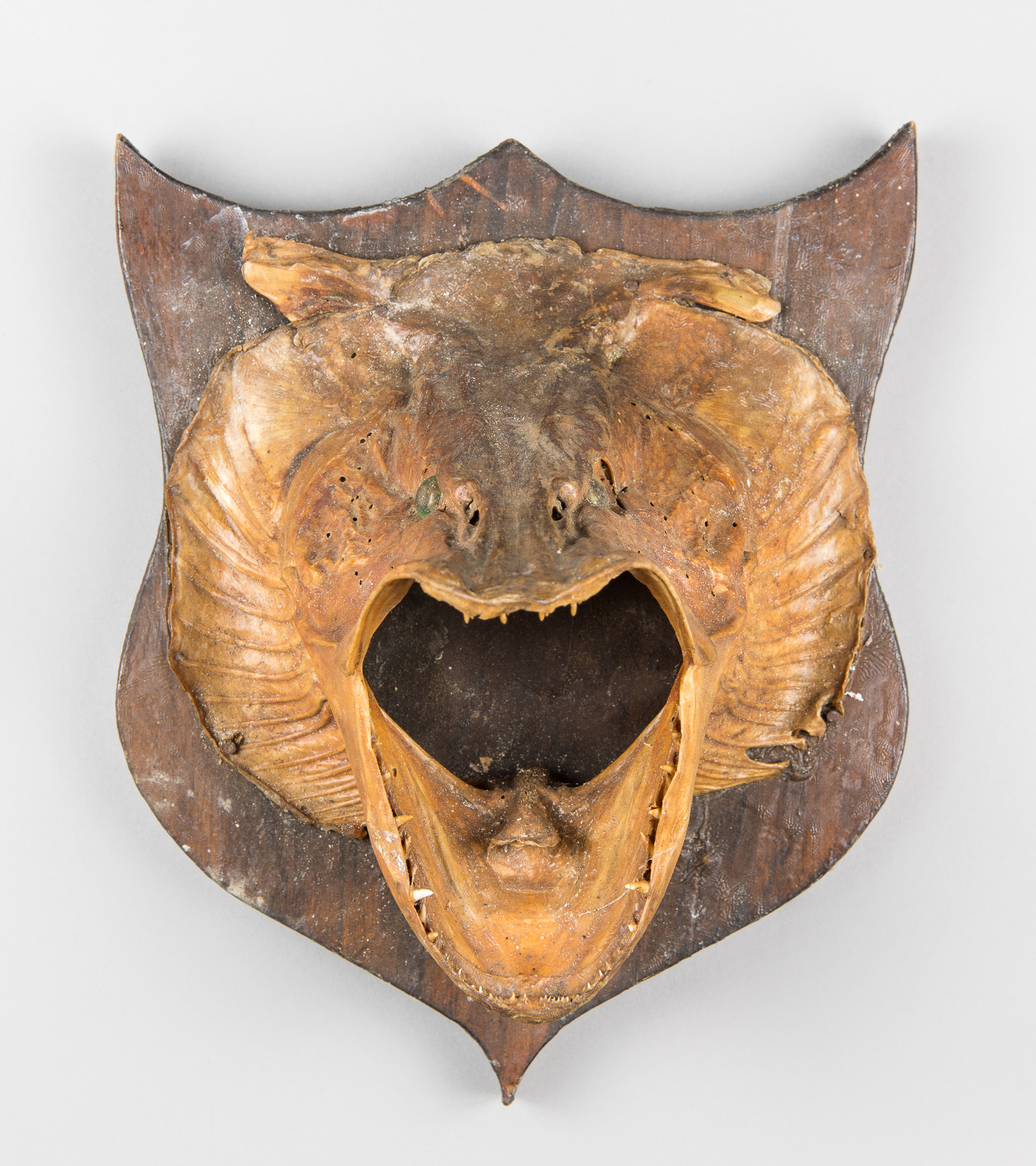 AN EARLY 20TH CENTURY TAXIDERMY PIKE HEAD ON OAK SHIELD. (h 26cm x w 22cm x d 17cm)