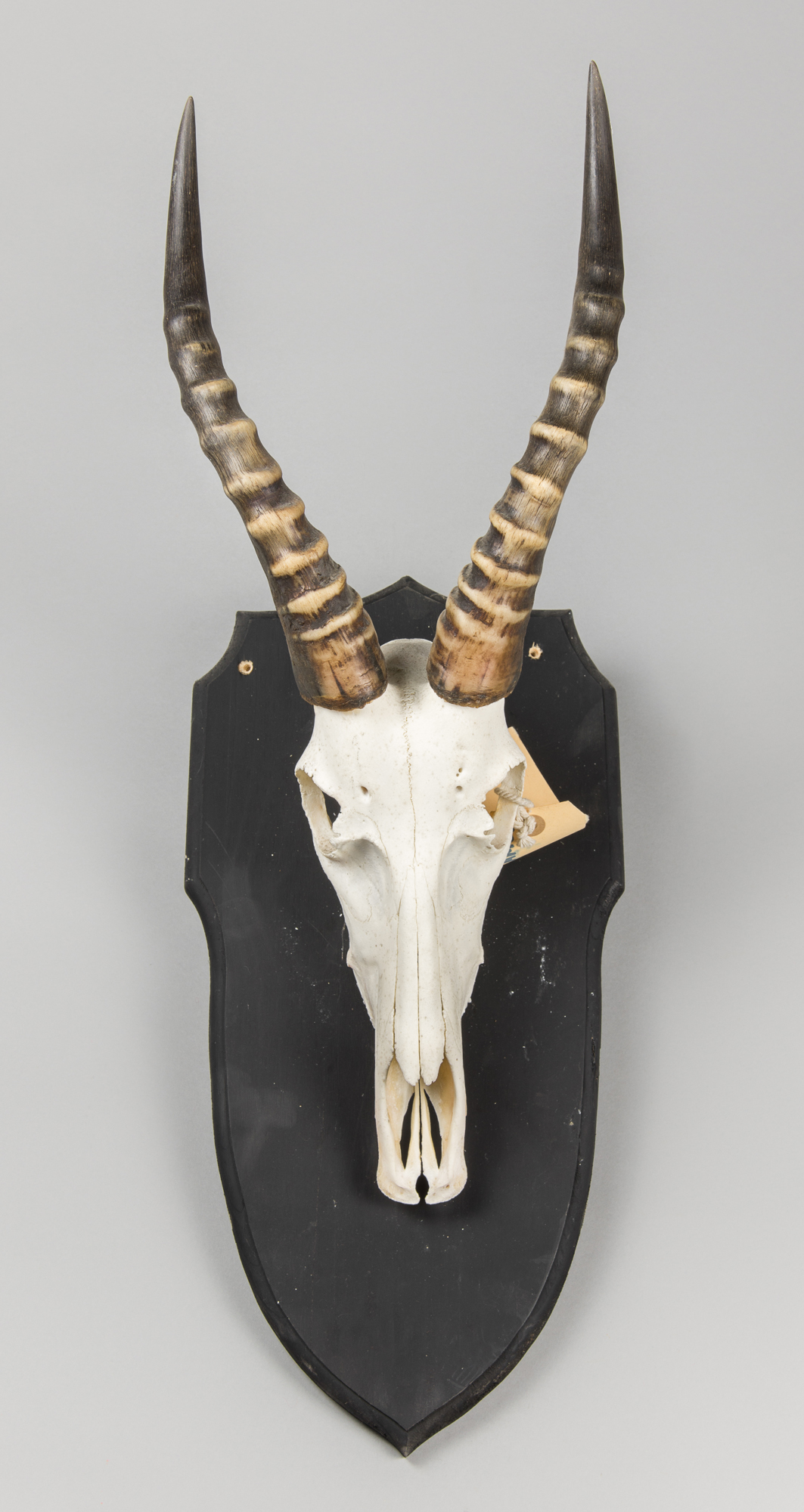 A LATE 20TH CENTURY MOUNTAIN REEDBUCK SKULL UPON SHIELD. (h 72cm x w 26cm x d 28cm)