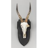 A LATE 20TH CENTURY MOUNTAIN REEDBUCK SKULL UPON SHIELD. (h 72cm x w 26cm x d 28cm)