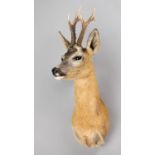 A MODERN TAXIDERMY ROE DEER SHOULDER MOUNT. With head turning slightly to the right. (h 67cm x w