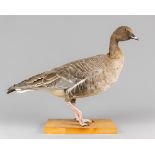 AN EARLY 20TH CENTURY TAXIDERMY PINK-FOOTED GOOSE UPON A POLISHED WOODEN BASE. Female, 8 October