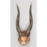 A 20TH CENTURY FOREST SITATUNGA PART UPPER SKULL AND HORNS UPON SHIELD. (h 63m x w 28cm x d 31cm)