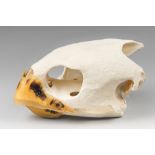 A 20TH CENTURY HAWKSBILL SEA TURTLE SKULL. Collected by Marine biologist Dr Anthony Farmer in the