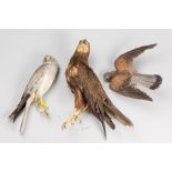 A GROUP OF LATE 19TH/EARLY 20TH CENTURY TAXIDERMY BIRDS OF PREY, COMPRISING OF A PALLID HARRIER, A