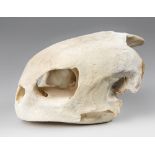 A 20TH CENTURY GREEN SEA TURTLE SKULL. Collected by Marine biologist Dr Anthony Farmer in the