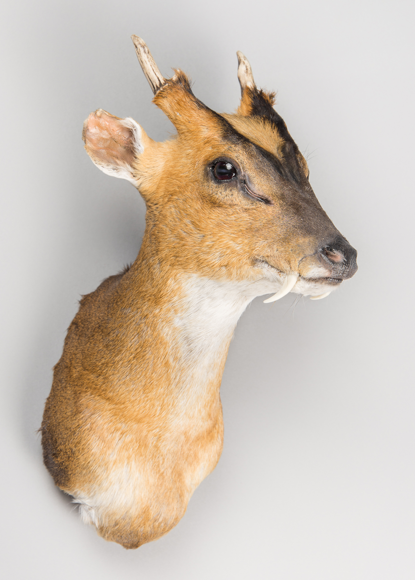 A MODERN TAXIDERMY MUNTJAC SHOULDER MOUNT. (h 38cm x w 19cm x d 30cm)