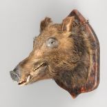 A LATE 19TH/EARLY 20TH CENTURY TAXIDERMY WILD BOAR HEAD UPON SHIELD. (h 55cm x w 45cm x d 55cm)