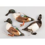 A GROUP OF 20TH CENTURY TAXIDERMY DUCKS, COMPRISING OF TWO SHOVELERS AND A TUFTED DUCK.