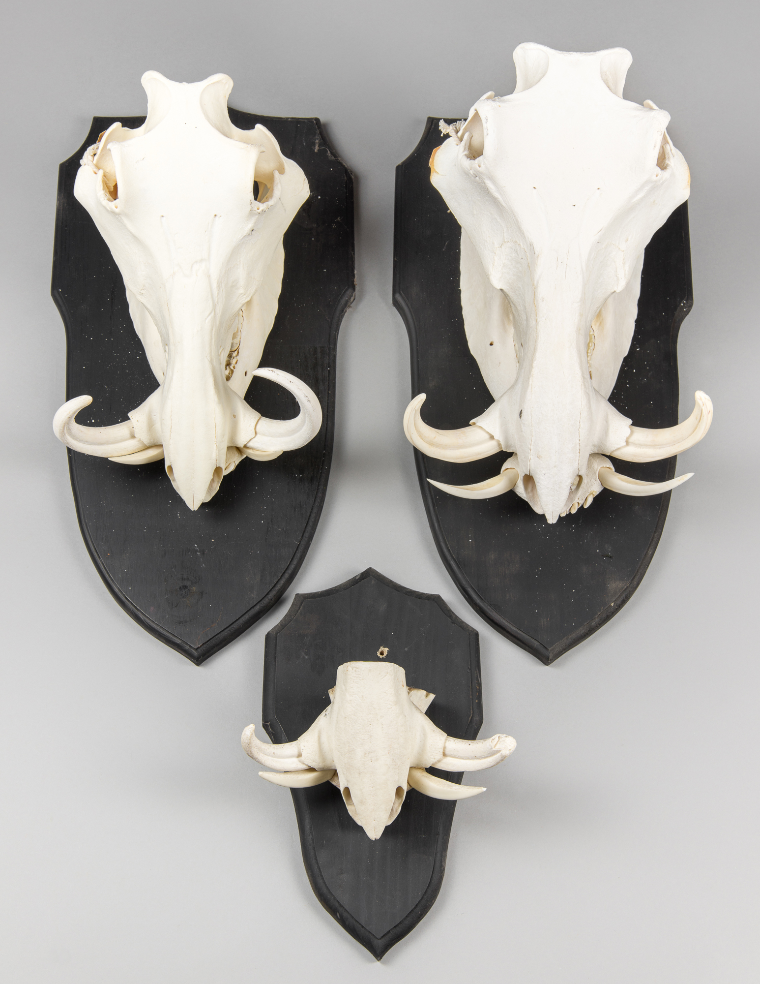 A LATE 20TH CENTURY GROUP OF SHIELD MOUNTED WARTHOG SKULLS. The largest (h 52cm x w 25cm x d 23cm)