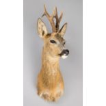 A MODERN TAXIDERMY ROE DEER SHOULDER MOUNT. With head turning slightly to the left. (h 65cm x w 24cm