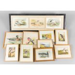 NATURAL HISTORY & ORNITHOLOGYINTEREST: A COLLECTION OF EARLY/MID 20TH CENTURY BIRD POSTCARDS AND