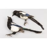 A PAIR OF MID-20TH CENTURY TAXIDERMY MAGPIES. Provenance: The James Harrison Collection of Birds.