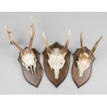 A GROUP OF LATE 20TH CENTURY ANTLERS SETS, COMPRISING OF TWO ROE DEER SKULLS AND ONE FALLOW