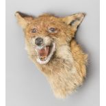 PETER SPICER & SONS, AN EARLY 20TH CENTURY TAXIDERMY FOX MASK. (h 26cm x w 21cm x d 21cm)