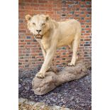 A LATE 20TH CENTURY TAXIDERMY STUDY OF A MALE LION UPON A NATURALISTIC BASE. (h 137cm x w 210cm x