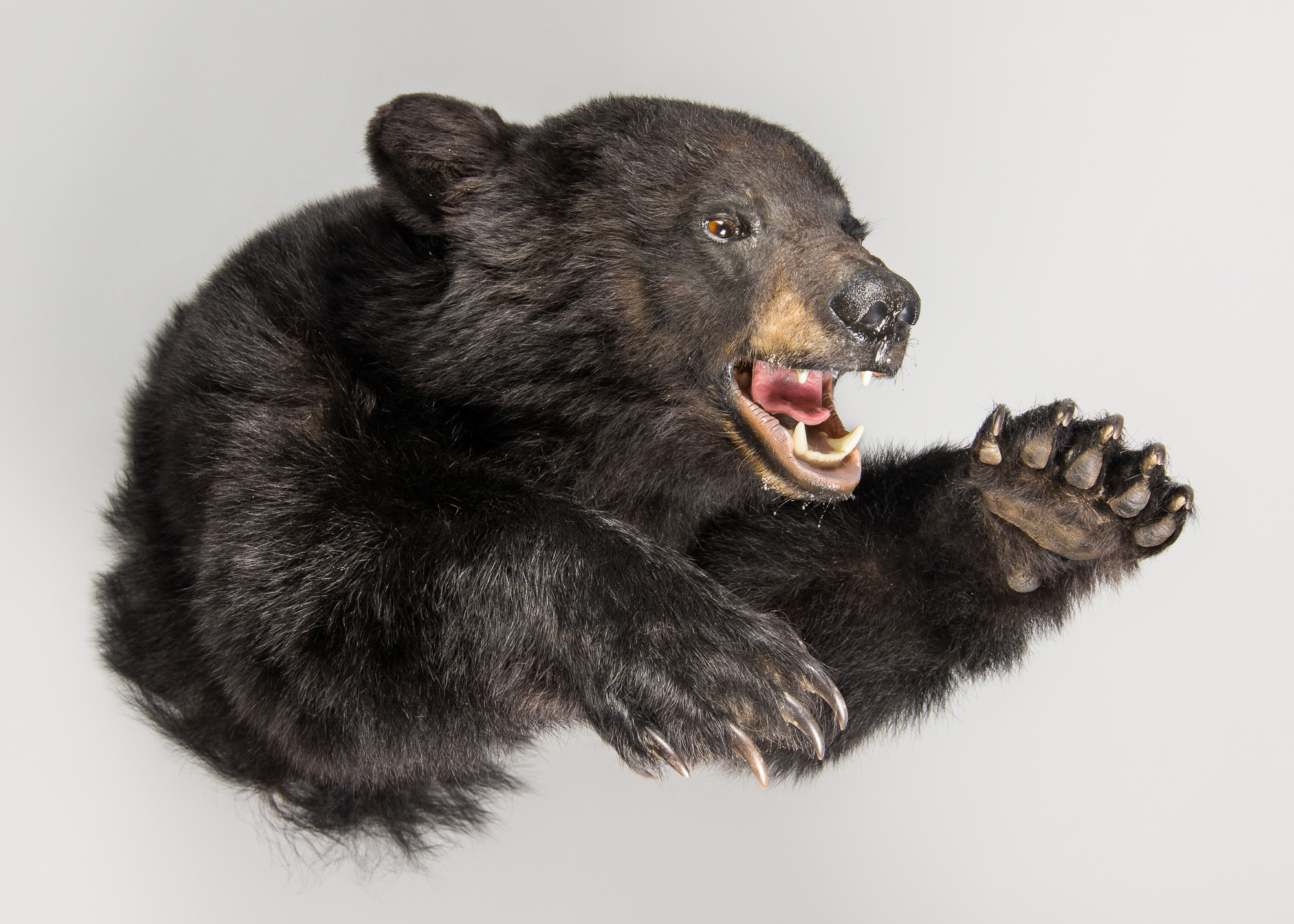 A LATE 20TH CENTURY TAXIDERMY BLACK BEAR WALL MOUNT. (h 50cm x w 50cm x d 74cm) CITES Export