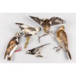 A GROUP OF LATE 19TH/20TH CENTURY TAXIDERMY BIRDS, COMPRISING OF A TURNSTONE SUMMER, SNOW BUNTING,