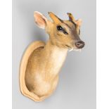 A MODERN TAXIDERMY MUNTJAC SHOULDER MOUNT. (h 34cm x w 21cm x d 29cm)