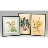 A GROUP OF BOTANICAL NATURAL HISTORY PRINTS, GLAZED IN FRAMES. The largest (h 45cm x w 30cm)