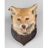 AN EARLY 20TH CENTURY TAXIDERMY FOX HEAD ON OAK SHIELD. (h 28cm x w 22cm x d 25cm)