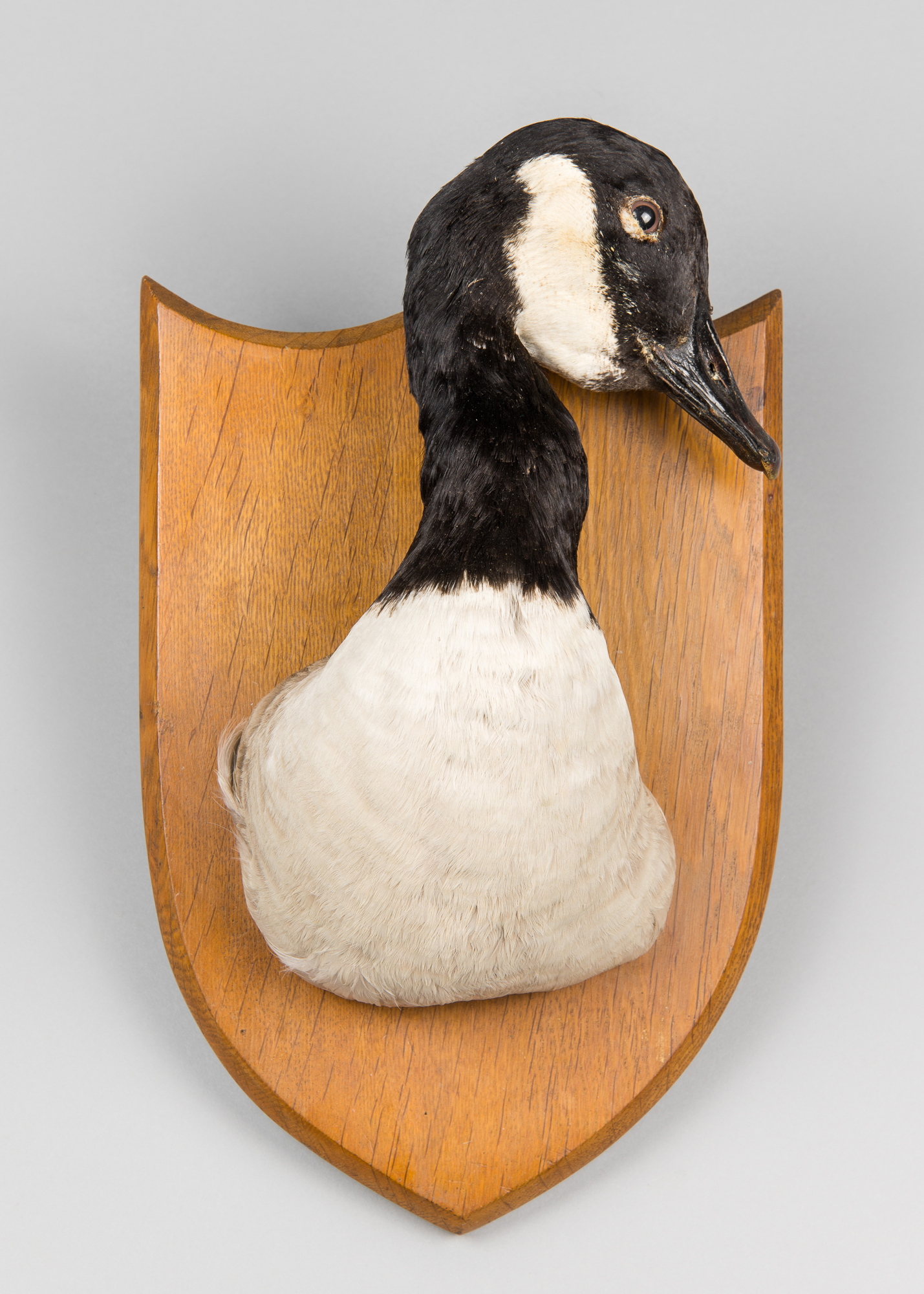 AN EARLY 20TH CENTURY TAXIDERMY CANADA GOOSE HEAD UPON OAK SHIELD. (h 34cm x w 21cm x d 13cm)