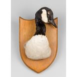 AN EARLY 20TH CENTURY TAXIDERMY CANADA GOOSE HEAD UPON OAK SHIELD. (h 34cm x w 21cm x d 13cm)