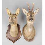 A LATE 20TH CENTURY TAXIDERMY PAIR OF ROE DEER HEADS. The largest (h 60cm x w 26cm x d 33cm)