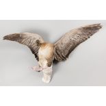 A MID-20TH CENTURY TAXIDERMY PINK-FOOTED GOOSE IN FLIGHT. Provenance: The James Harrison
