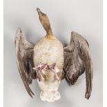 A MID-20TH CENTURY TAXIDERMY PINK-FOOTED GOOSE IN FLIGHT. Provenance: The James Harrison