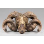 A LATE 19TH CENTURY TAXIDERMY RAM HEAD. (h 34cm x w 49cm x d 25cm)