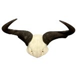 A LATE 19TH / EARLY 20TH CENTURY WILDEBEEST HORNS AND PARTIAL SKULL.