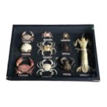 A SCARCE 20TH CENTURY FRENCH CASED SPECIMEN SET OF VARIOUS CRAB CRUSTACEANS Having National Museum