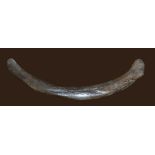 A LARGE SCARCE FOSSILIZED MAMMOTH RIB BONE From The Devensian (110,000 to 10,000 years ago). (75.