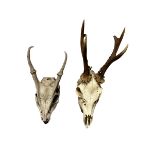 A 19TH CENTURY STAG SKULL AND ANTLERS TOGETHER WITH A LATE 19TH CENTURY STAG SKULL AND ANTLERS.