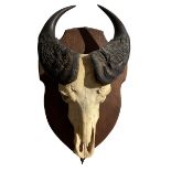A LATE 19TH / EARLY 20TH CENTURY WALL MOUNTED CAPE BUFFALO SKULL AND HORNS (SYNCERUS CAFFER
