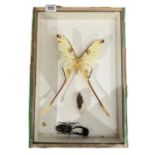 A TAXIDERMY STUDY OF AN AFRICAN MOON MOTH.