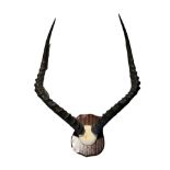 A LATE 19TH/EARLY 20TH CENTURY WALL MOUNTED IMPALA HORNS Mounted on a mahogany shaped shield.