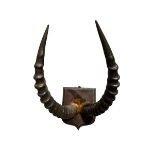 A 19TH CENTURY WALL MOUNTED GRANT’S GAZELLE HORNS AND PARTIAL SKULL Mounted on an oak shaped shield.