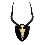 A LATE 19TH/EARLY 20TH CENTURY WALL MOUNTED HORNED IMPALA SKULL Mounted on an ebonised wooden