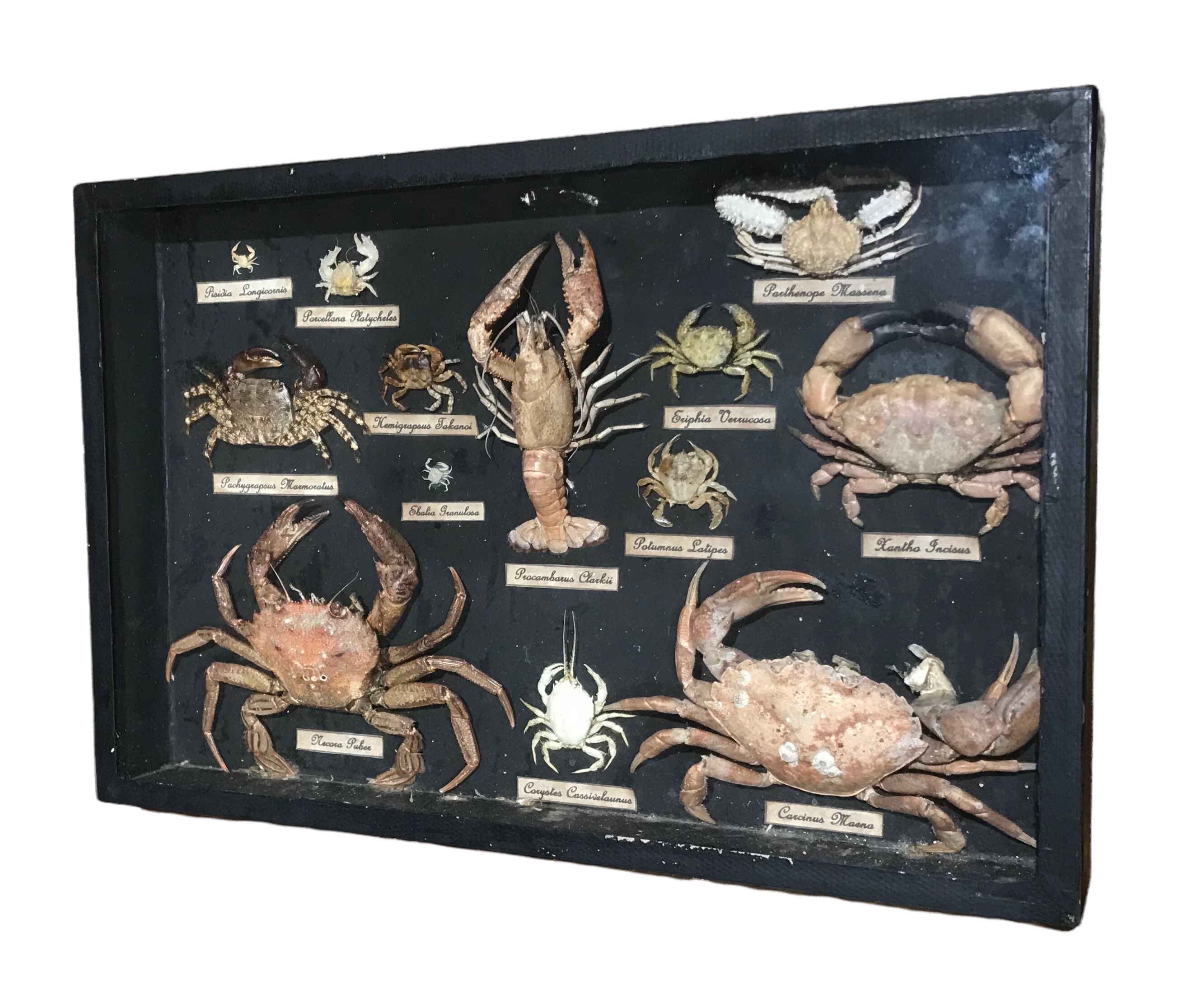 A LATE 19TH EARLY 20TH CENTURY CASED SPECIMEN SET OF VARIOUS CRUSTACEANS Examples include; Xantho