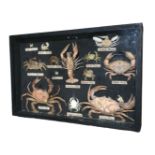A LATE 19TH EARLY 20TH CENTURY CASED SPECIMEN SET OF VARIOUS CRUSTACEANS Examples include; Xantho