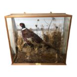 ANDREW LAKE, A CASED MALE PHEASANT TAXIDERMY Surrounded by appropriate foliage housed in a wooden