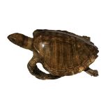 A MID 19TH CENTURY VICTORIAN WALL HANGING TAXIDERMY HAWKSBILL TURTLE Full mount with metal hanging