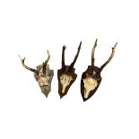A COLLECTION OF THREE LATE 19TH/EARLY 20TH CENTURY WALL MOUNTED ROE DEER ANTLERS AND PARTIAL