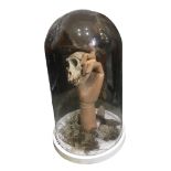 A CONTEMPORARY MIXED MEDIA TAXIDERMY SCULPTURE UNDER LARGE VICTORIAN GLASS DOME Various taxidermy