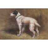 A 20TH CENTURY CONTINENTAL SCHOOL CANVAS LAID TO BOARD, STUDY OF A COUNTRY DOG IN NATURALISTIC