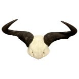 A LATE 19TH/EARLY 20TH CENTURY WILDEBEEST HORNS AND PARTIAL SKULL. (h 28cm x w 49.5cm x dm 13.5cm)