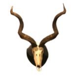 A LARGE 19TH CENTURY/EARLY 20TH CENTURY WALL MOUNTED KUDU SKULL AND HORNS Mounted upon an ebonised